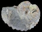 Hoploscaphites Ammonite - South Dakota #60243-1